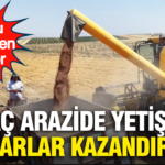 Kirac arazide yetisiyor milyarlar kazandiriyor kilosu 45 tlden gidiyor L6I5lygs
