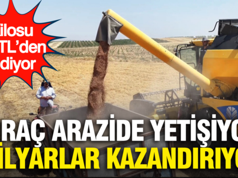 Kirac arazide yetisiyor milyarlar kazandiriyor kilosu 45 tlden gidiyor L6I5lygs