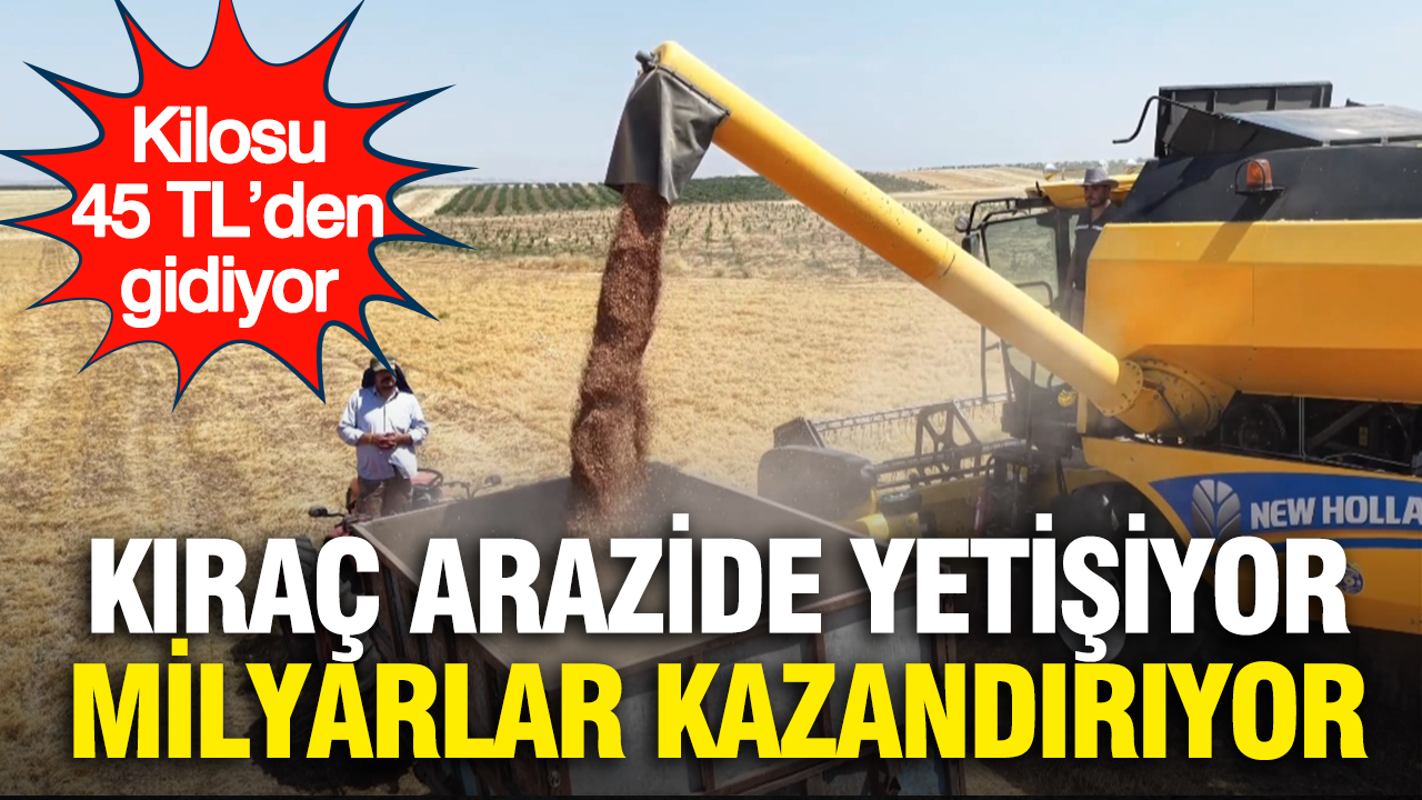 Kirac arazide yetisiyor milyarlar kazandiriyor kilosu 45 tlden gidiyor L6I5lygs